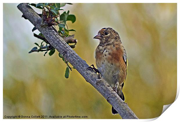 Young Goldfinch Print by Donna Collett