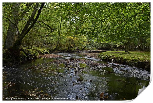 New Forest Stream Print by Donna Collett