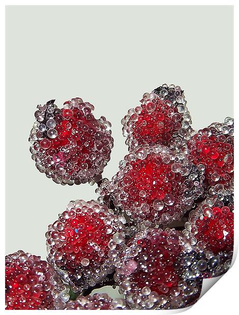 Frosted Berries Print by Donna Collett