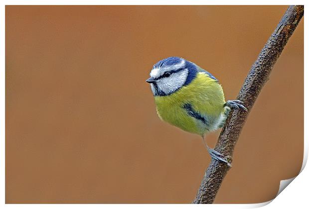 Cyanistes caeruleus Print by Donna Collett