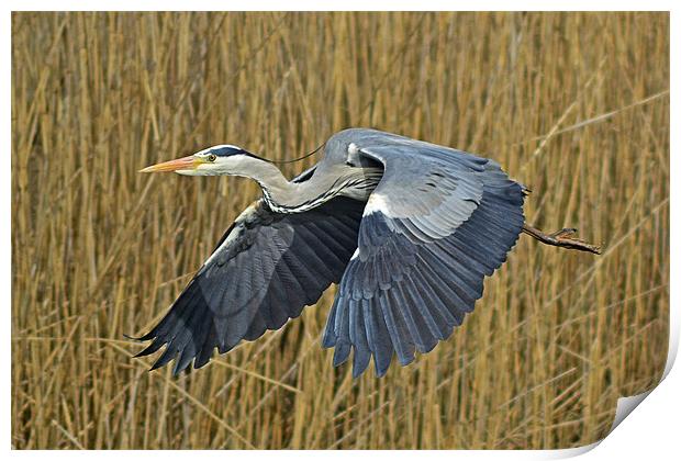 The Grey Heron Print by Donna Collett