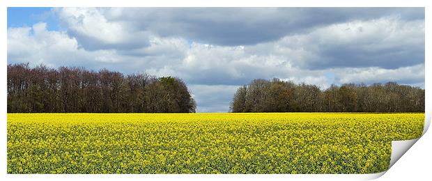 Field of Colour Print by Donna Collett