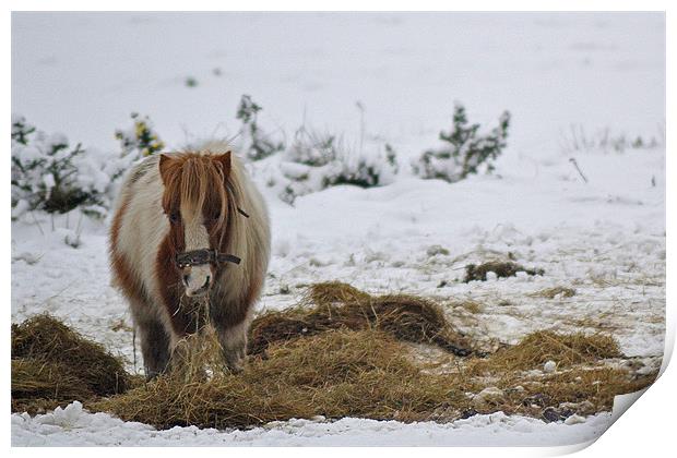 Shetland Pony Print by Donna Collett
