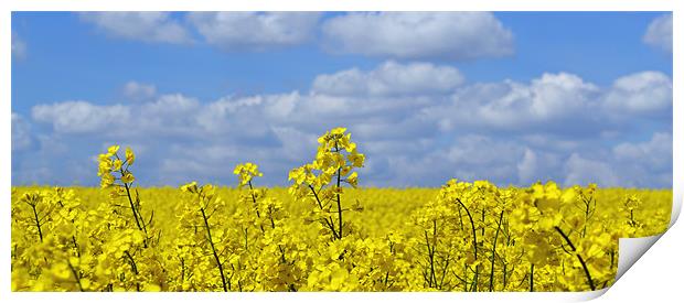 Rape Seed Flowers Print by Donna Collett