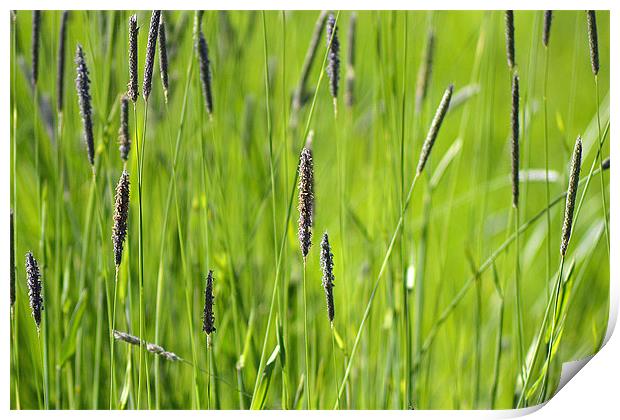 Abstract Grass Print by Donna Collett