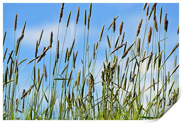 Grass in the Breeze Print by Donna Collett