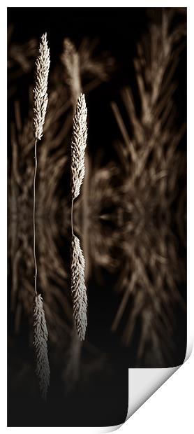 grass reflection sepia - slim Print by Donna Collett