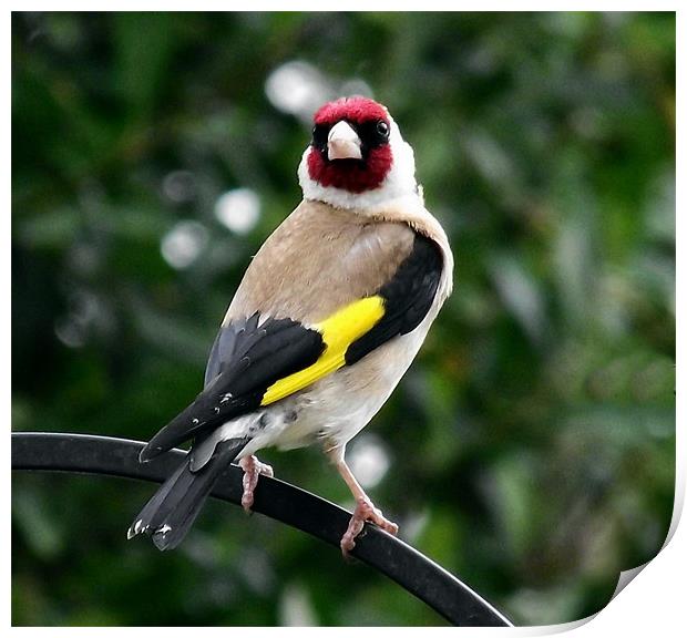 Goldfinch Print by Donna Collett