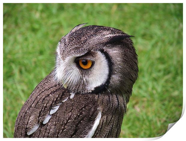 White Faced Owl Print by Donna Collett