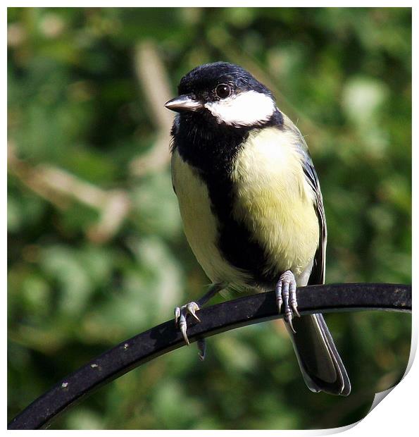 Great Tit Print by Donna Collett