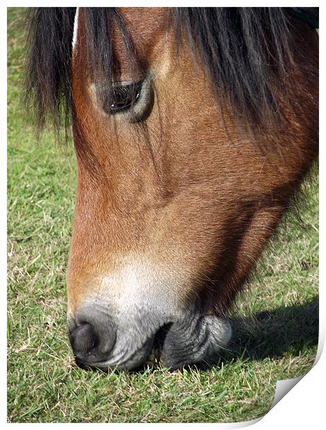 New Forest Pony - Grazing Print by Donna Collett
