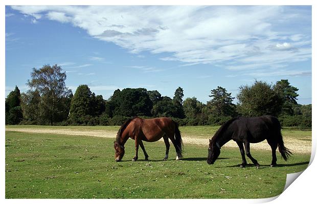 2 New Forest Ponies Print by Donna Collett