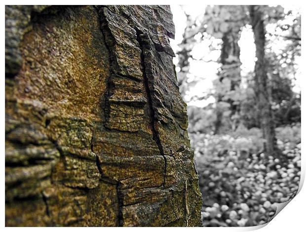 Bark Texture Print by Donna Collett