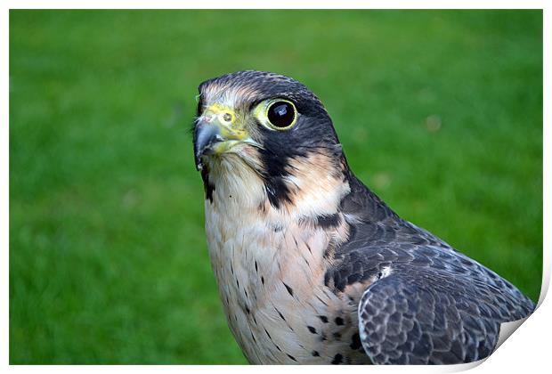 Peregrine/Lanner Falcon Print by Donna Collett