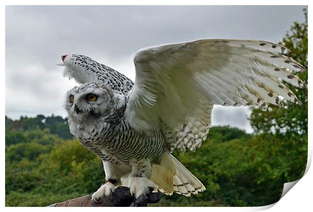 4mth old Snowy Owl - wing display Print by Donna Collett