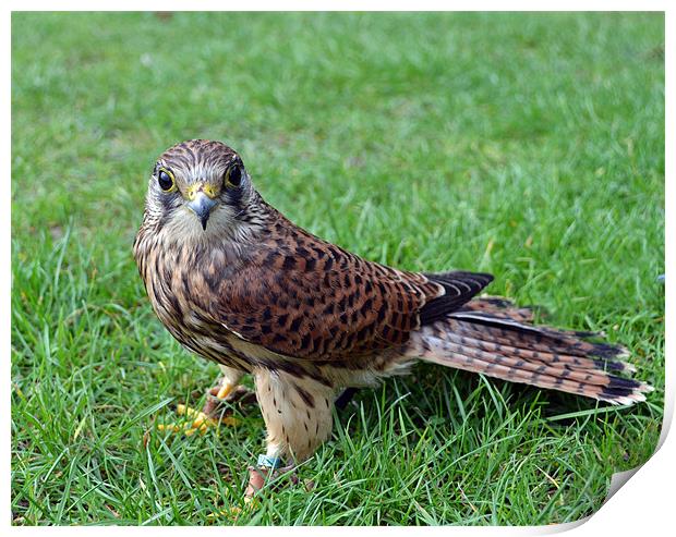 Kestrel Print by Donna Collett