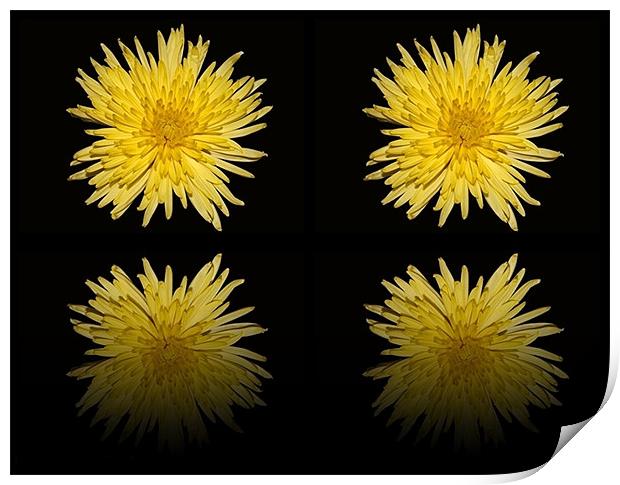 Bloom Chrysanthemum double reflection Print by Donna Collett