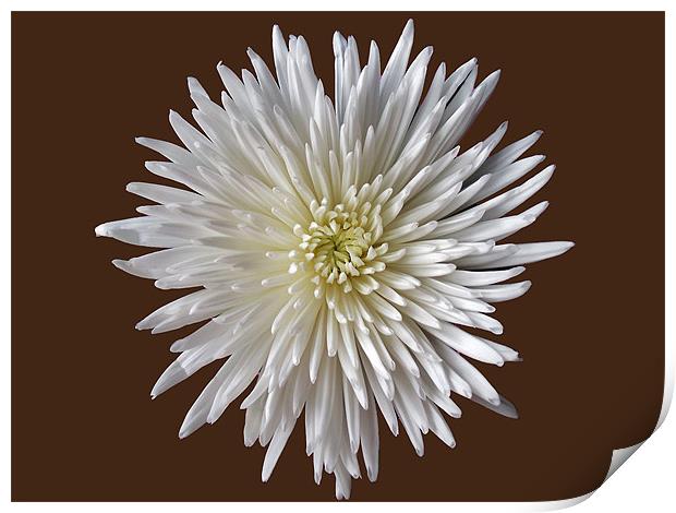 Bloom Chrysanthemum Print by Donna Collett