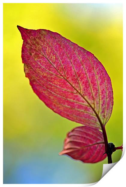 Autumn Leaf Print by Donna Collett