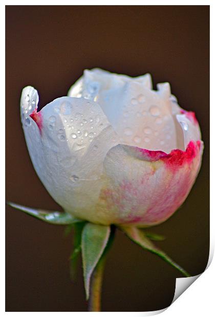 Rose Bud Print by Donna Collett