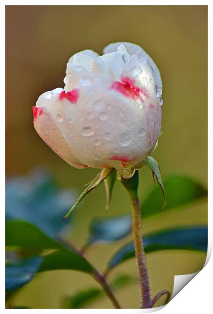 Rose Bud & Leaves Print by Donna Collett