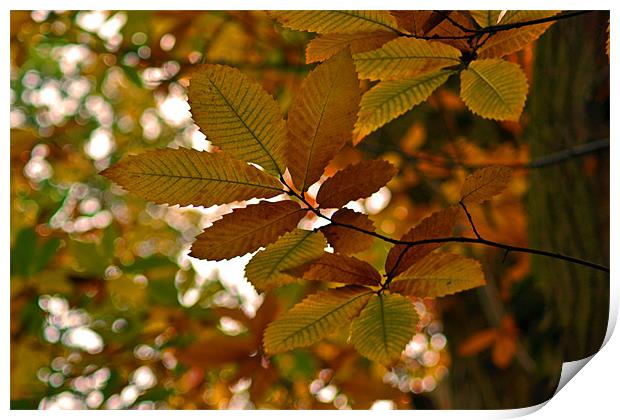 Autum Leaves Print by Donna Collett