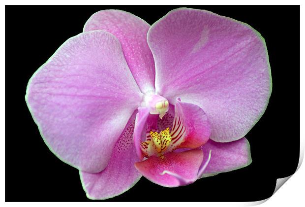 Pink Orchid Print by Donna Collett