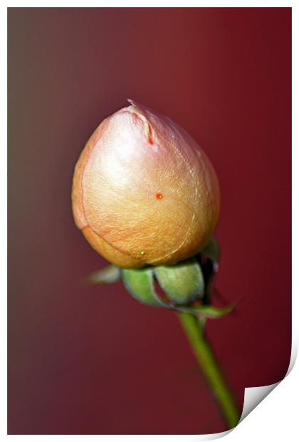 Tight Bud Print by Donna Collett