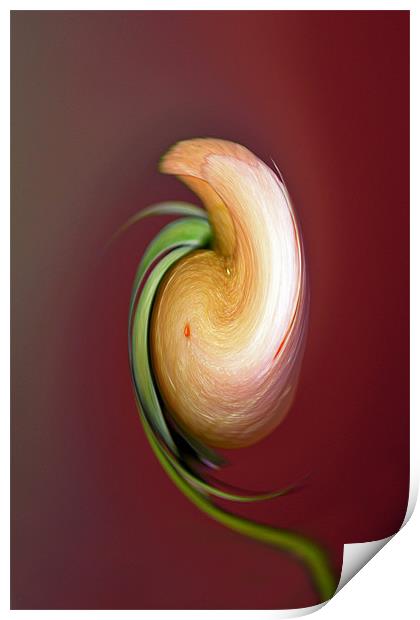 Rose Swirl Print by Donna Collett