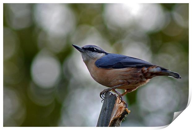Nuthatch Print by Donna Collett