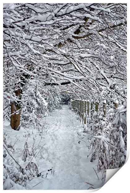 Snow Path Print by Donna Collett