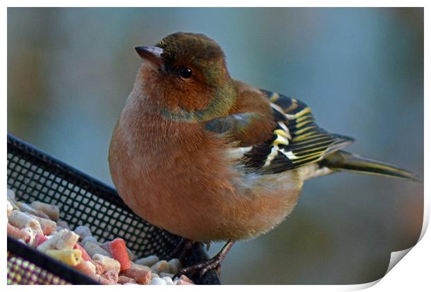 Male Chaffinch Print by Donna Collett