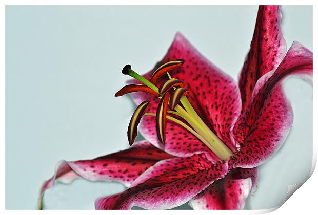 Lily - Aranal Print by Donna Collett