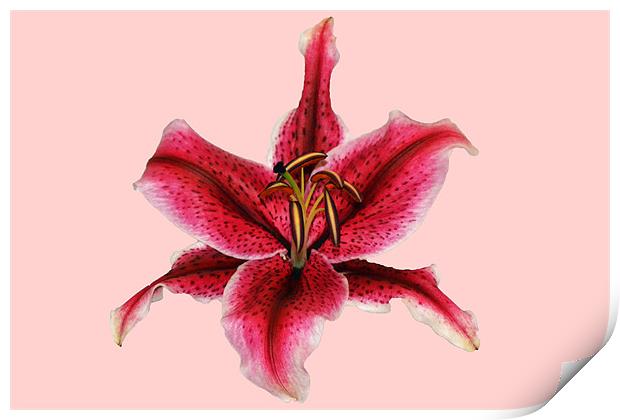 Pink Lily - Aranal Print by Donna Collett