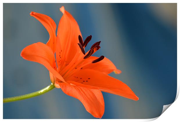 Tiger Lily -Side view Print by Donna Collett