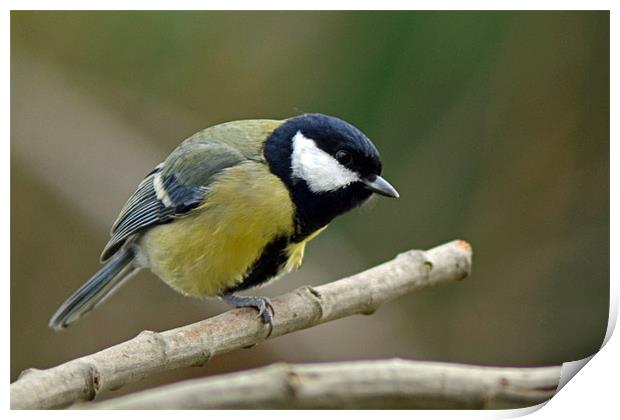 One Legged Great Tit Print by Donna Collett
