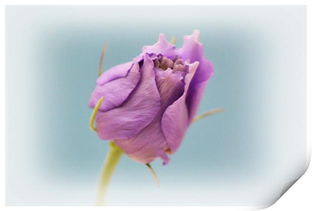 Lisianthus Print by Donna Collett