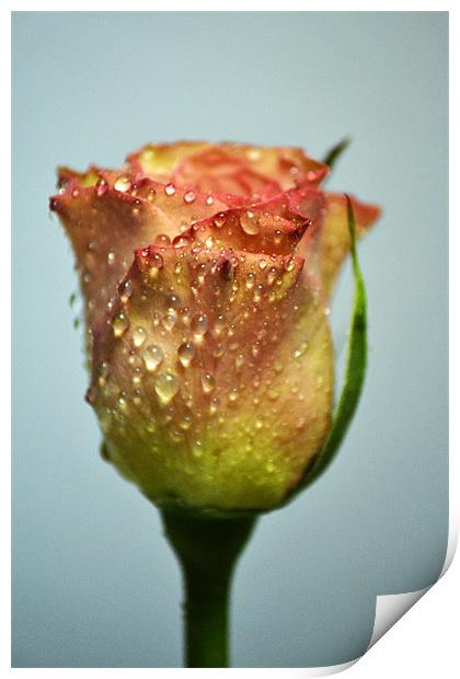 Water Rose Print by Donna Collett