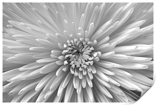 Black & White Bloom Print by Donna Collett