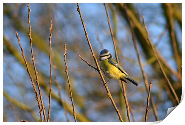 Bluetit in Tree Print by Donna Collett