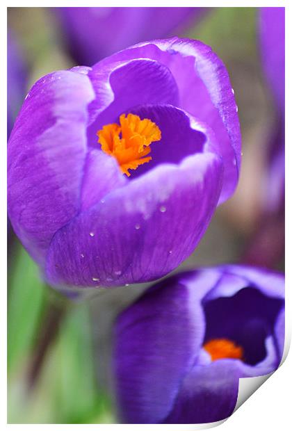 Delicate Crocus Print by Donna Collett