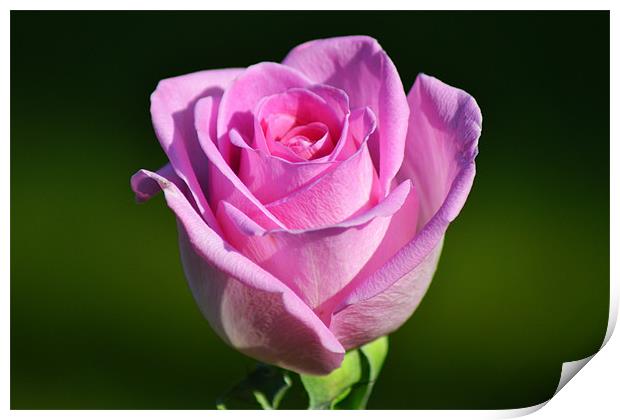 Pink Rose Print by Donna Collett
