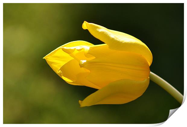 Yellow Tulip Print by Donna Collett