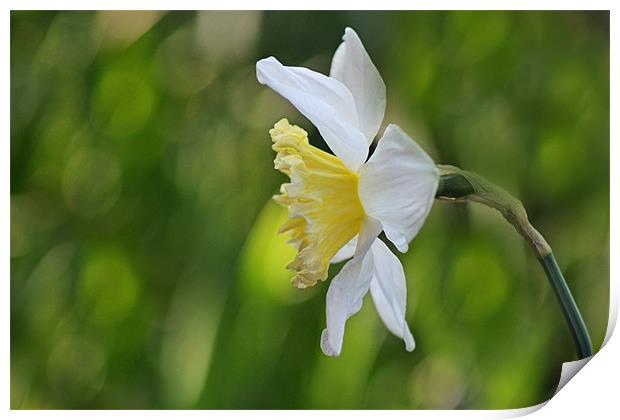 White Daffodil Print by Donna Collett