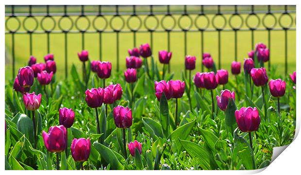 Pink Tulips Print by Donna Collett