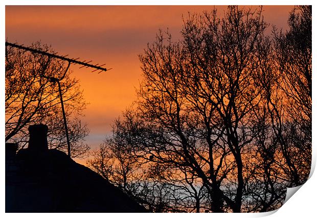 Tree & Aerial Sunset Print by Donna Collett