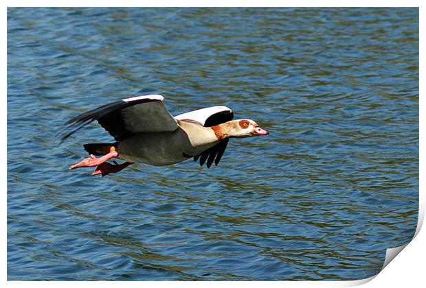 Goose Fly by Print by Donna Collett