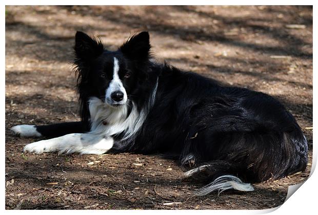 Collie Print by Donna Collett