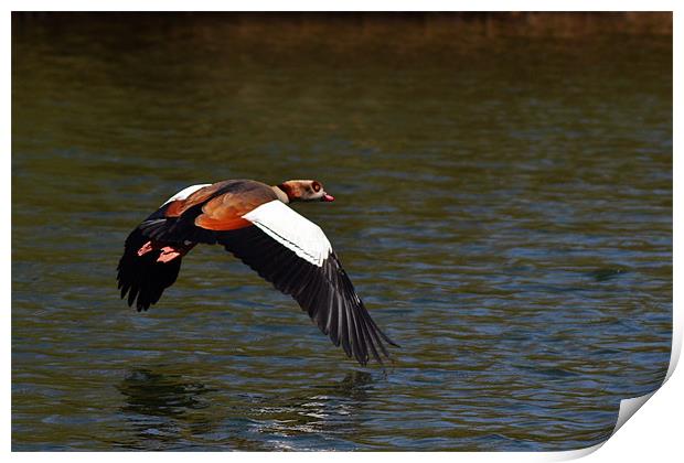 Egyptian Goose Print by Donna Collett