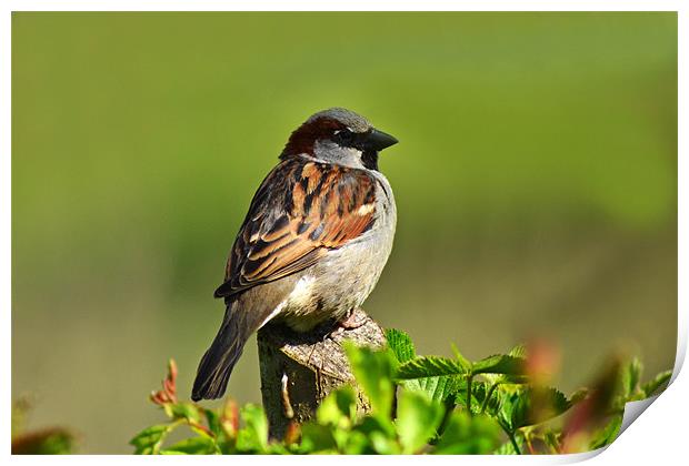 Sparrow Print by Donna Collett